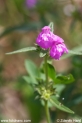 Galeopsis_angustifolia_3553.JPG