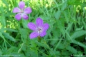 Geranium_palustre_1923.jpg