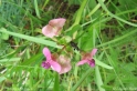 Lathyrus_sylvestris_2449.jpg