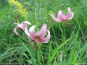 Lilium_martagon.jpg