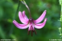 Lilium_martagon_0577.JPG