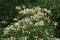 Lonicera_periclymenum_0127.JPG