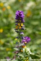 Melampyrum nemorosum_0680.JPG