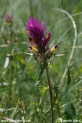 Melampyrum_arvense_8489.JPG