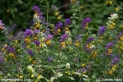 Melampyrum_nemorosum_0684.JPG