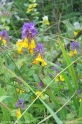 Melampyrum_nemorosum_2439.jpg