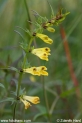 Melampyrum_pratense_0213.JPG