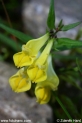 Melampyrum_pratense_3612.JPG