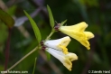 Melampyrum_pratense_3615.JPG