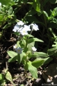 Myosotis_latifolia.jpg