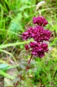 Oreganum_vulgaris.jpg