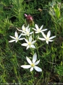 Ornithogalum sp__8511.jpg