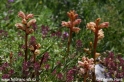 Orobanche_2093.JPG