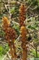 Orobanche_flava_9534.jpg