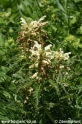 Pedicularis_1879.JPG