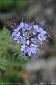 Phacelia_tanacetifolia_6559.jpg