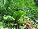 Phyllitis_scolopendrium_8197.JPG