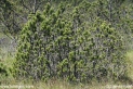 Pinus_mugo_0393.JPG