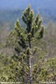 Pinus_mugo_rotundata_0399.JPG