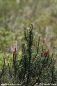 Pinus_mugo_rotundata_0400.JPG