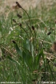 Plantago lanceolata_1411.JPG