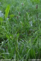 Plantago_lanceolata_3099.JPG