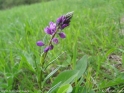 Polygala_comosa_0559.jpg