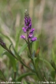 Polygala_comosa_1340.JPG