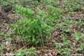 Polygonatum_odoratum_1311.JPG