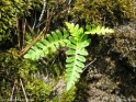 Polypodium_vulgare_2558.jpg