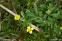 Potentilla_erecta_3193.JPG