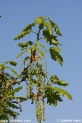 Quercus_robur_1078.JPG