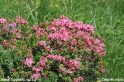 Rhododendron_hirsutum_0309.jpg