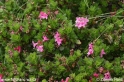 Rhododendron_hirsutum_2057.JPG