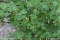 Ribes_uva_crispa_1066.JPG