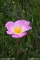 Rosa_gallica_8401.JPG