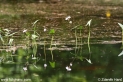 Sagittaria sagittifolia_1923.JPG