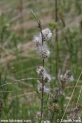 Salix_rosmarinifolia_2450.JPG