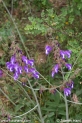 Salvia_ringens_0104.JPG