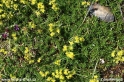 Saxifraga_aizoides_1590.JPG