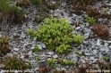 Sedum_2078.JPG