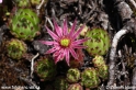 Sempervivum_montanum_1892.JPG