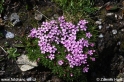 Silene_acaulis_1958.JPG