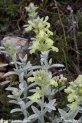 Stachys_iva_8828.JPG