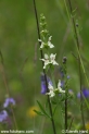 Stachys_recta_9617.JPG