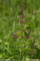 Stachys_sylvatica_0676.JPG