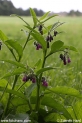 Symphytum officinale_3091.JPG