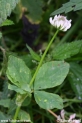 Trifolium_repens_3114.JPG