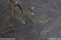 Utricularia_3173.JPG