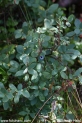 Vaccinium_uliginossum_3311.JPG